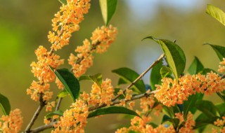 桂花树什么季节种植最合适 桂花树适合种植的时间
