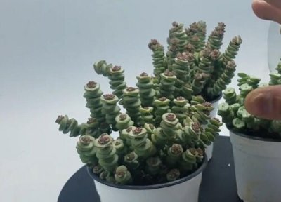 钱串子生长习性 钱串子的养殖方法和注意事项有哪些