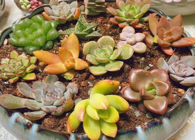 冬天网上买的多肉怎么种植 网购回来多肉植物换盆步骤