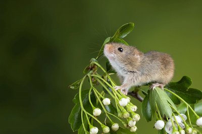 家中有了老鼠如何快速清除 家中常有老鼠出没怎么解决