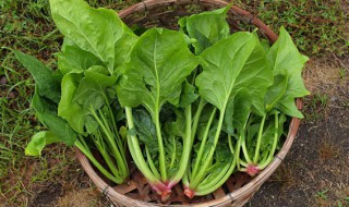 菠菜和鱿鱼能一起吃吗 菠菜和鱿鱼能不能同食