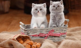 怎么判断猫是公母 如何判断猫是公母