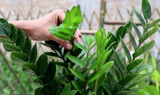 金钱树开花的寓意及象征 金钱树开花是什么预兆