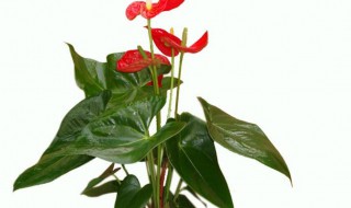 水培红掌可以放卧室吗 红掌能不能放卧室养植