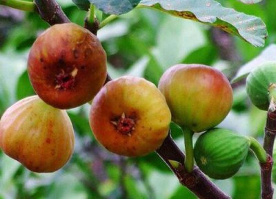 鲜无花果皮怎么吃 鲜无花果皮可以吃吗