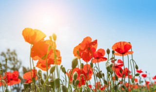 一句话早安说说 一句话的简单早安说说