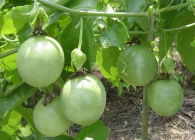 百香果黄叶是怎么回事 叶子发黄的原因及解决妙招