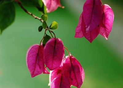 八角梅怎么修剪好看 八角梅什么时候修剪合适