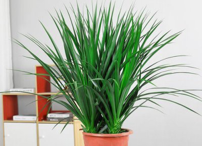 龙须树移栽注意事项 移栽最佳时间及方法