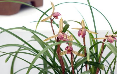 新手养兰花的正确方法 盆栽兰花的养殖方法和注意事项