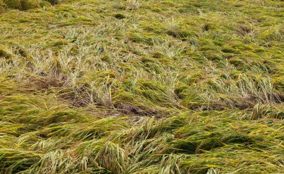 防止水稻倒伏的主要措施 水稻倒伏是什么原因导致的