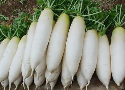 白萝卜是热性还是凉性 白萝卜属于热性还是凉性