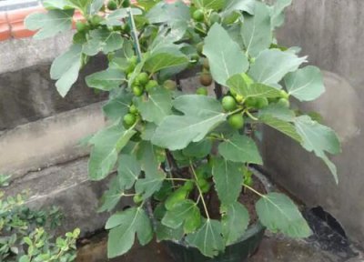 无花果夏天怎么养护 夏季无花果怎么养护状态好