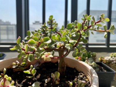 金枝玉叶花怎样浇水和施肥 金枝玉叶用什么肥料容易开花