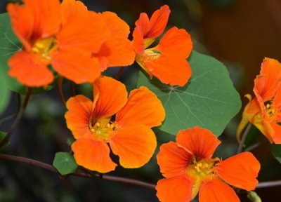 旱金莲夏天晒太阳 旱金莲怎么度夏安全