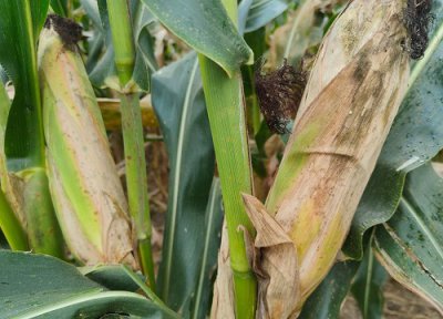 沃玉111玉米种子介绍 特征简介、河北审定夏播多少天