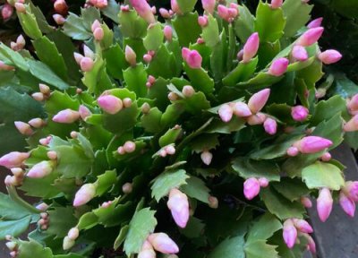 蟹爪兰喜欢阳光还是喜欢阴面 蟹爪兰喜阴凉还是晒太阳