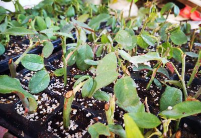 月季花扦插方法和注意事项 月季怎样扦插成活率高