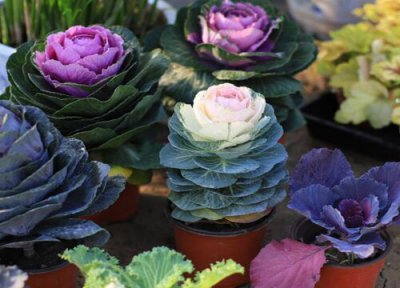 羽衣甘蓝耐寒多少度 羽衣甘蓝最低能耐多少度寒冷