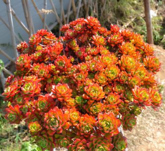 最难养的多肉品种 多肉什么品种不好养不易活