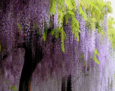 紫藤扦插时间 紫藤扦插生根最快方法