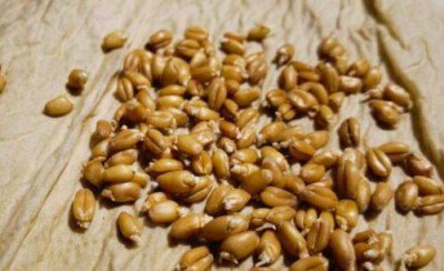 小麦种子不拌药能直接播种吗 小麦不拌种有什么坏处