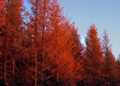 红松生长周期 红松的生长周期是多长时间