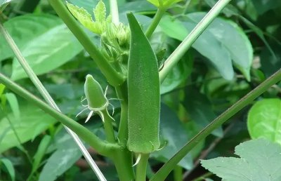 五月份种植什么蔬菜最好 5种耐热蔬菜抓紧种越热越旺