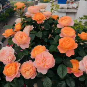 月季花开花后如何修剪枝条才能月月开花 花后修剪四步曲