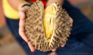 开口榴莲如何储存放保鲜 开口榴莲的储存方法