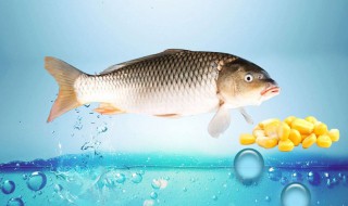 鲤鱼死了一夜还能吃吗 鲤鱼死了一夜还可以吃吗