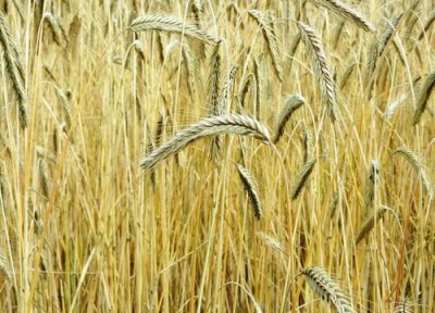 强筋小麦品种有哪些 我国5个优质强筋小麦品种特点