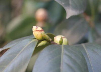 茶花促分枝 茶花如何促花有哪些注意事项