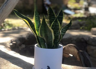 虎皮兰对盆的要求 虎皮兰花盆选择讲究