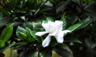 常见的观叶植物有哪些 常见的观叶植物简单介绍