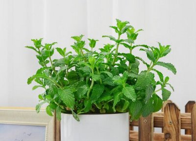 薄荷多久浇一次水? 薄荷几天浇一次水比较好