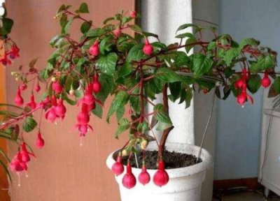 花卉倒挂金钟冬天怎么养护 倒挂金钟夏天怎么养护不断的长出花苞