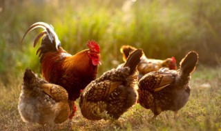 黄鼠狼会吃鸡吗 黄鼠狼会不会吃鸡