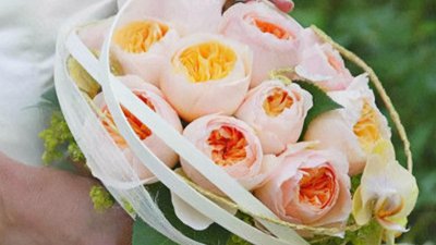 真宙月季的优缺点 月季花真宙和朱丽叶哪个漂亮更好养