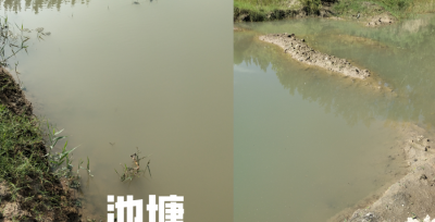 螃蟹喜欢吃什么东西才能养活它 养殖螃蟹喂什么食物