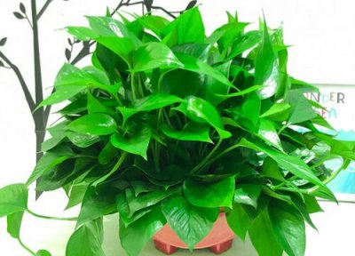 绿萝会不会开花 绿萝会开花吗 开的什么花