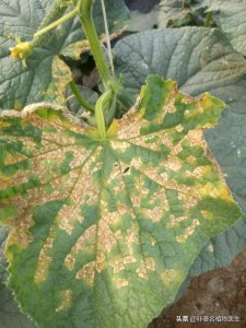 黄瓜霜霉病防治小妙招 大棚黄瓜霜霉病造成症状与根治施