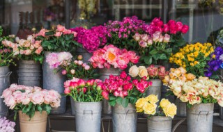 什么花束适合送长辈女儿 哪种花束适合送长辈女儿