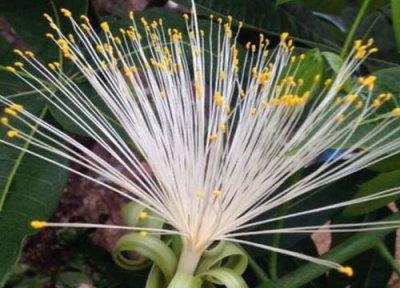 发财树开花预兆 发财树开花什么预兆