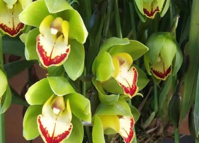 兰草多久浇一次水 兰草多长时间浇一次水