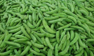 甜豆怎么样才算是煮熟了 怎么判断甜豆熟没熟