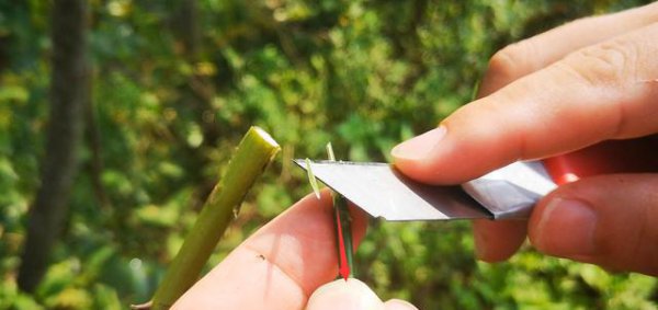 棒棒糖月季用什么杆嫁接