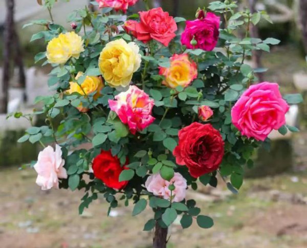 棒棒糖月季用什么杆嫁接