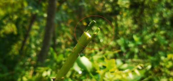 棒棒糖月季用什么杆嫁接