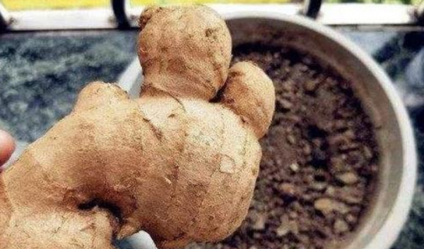 家庭鲜姜怎么保存最好